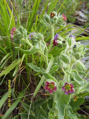 Nonea versicolor