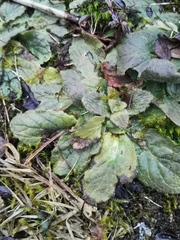 Ajuga pyramidalis