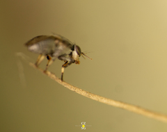 Stictomyia longicornis