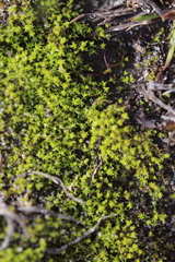 Pseudocrossidium hornschuchianum