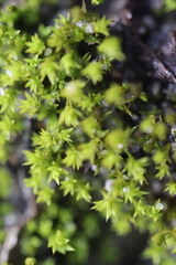 Pseudocrossidium hornschuchianum
