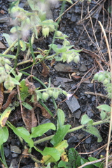 Nonea versicolor