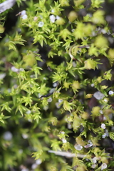 Pseudocrossidium hornschuchianum