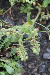 Nonea versicolor