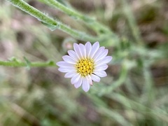 Noticastrum gnaphalioides
