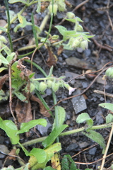 Nonea versicolor