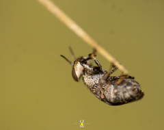 Stictomyia longicornis