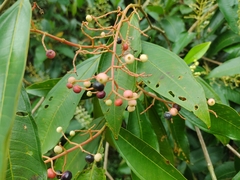 Miconia trinervia