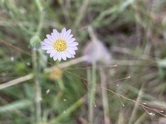 Noticastrum gnaphalioides
