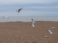 Chroicocephalus ridibundus