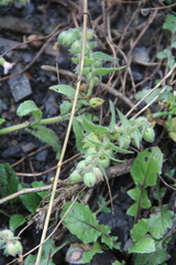 Nonea versicolor