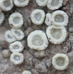 Myriolecis semipallida