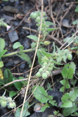 Nonea versicolor