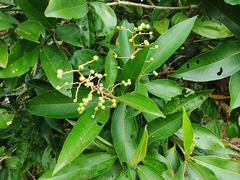 Miconia trinervia