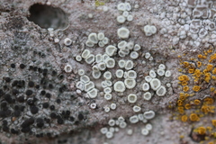 Myriolecis semipallida