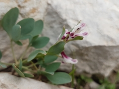 Corydalis erdelii