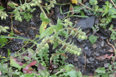 Nonea versicolor