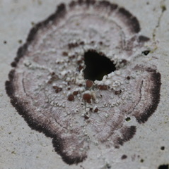 Lecanora horiza