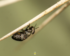 Stictomyia longicornis