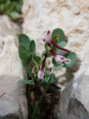 Corydalis erdelii