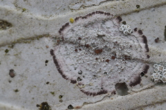 Lecanora horiza