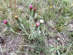 Noticastrum gnaphalioides