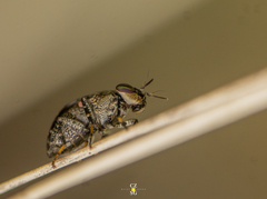 Stictomyia longicornis