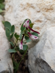 Corydalis erdelii