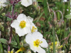 Helianthemum apenninum