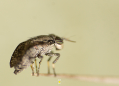 Stictomyia longicornis