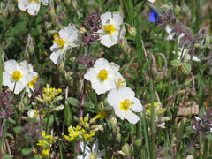 Helianthemum apenninum