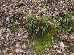 Luzula acuminata carolinae