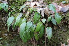 Omphalodes cappadocica