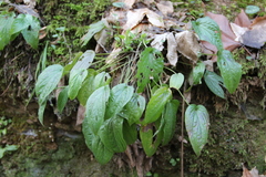 Omphalodes cappadocica