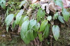 Omphalodes cappadocica