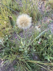 Noticastrum gnaphalioides