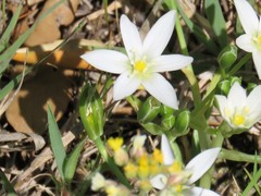 Ornithogalum