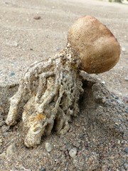 Scleroderma septentrionale