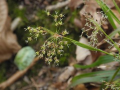Luzula acuminata carolinae