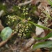 Luzula acuminata carolinae - Photo (c) Michael J. Papay, algunos derechos reservados (CC BY), subido por Michael J. Papay