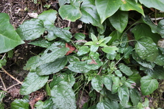 Omphalodes cappadocica