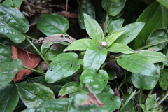 Omphalodes cappadocica