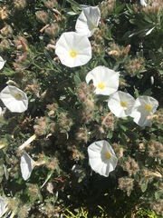 Convolvulus cneorum