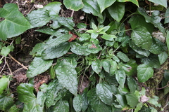 Omphalodes cappadocica