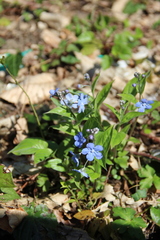 Omphalodes cappadocica