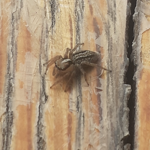 Saphrys saitiformis