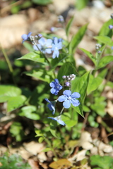 Omphalodes cappadocica