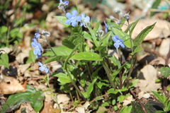 Omphalodes cappadocica