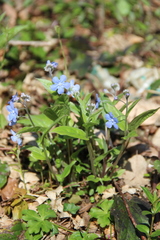 Omphalodes cappadocica