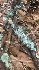 Parmotrema subrigidum